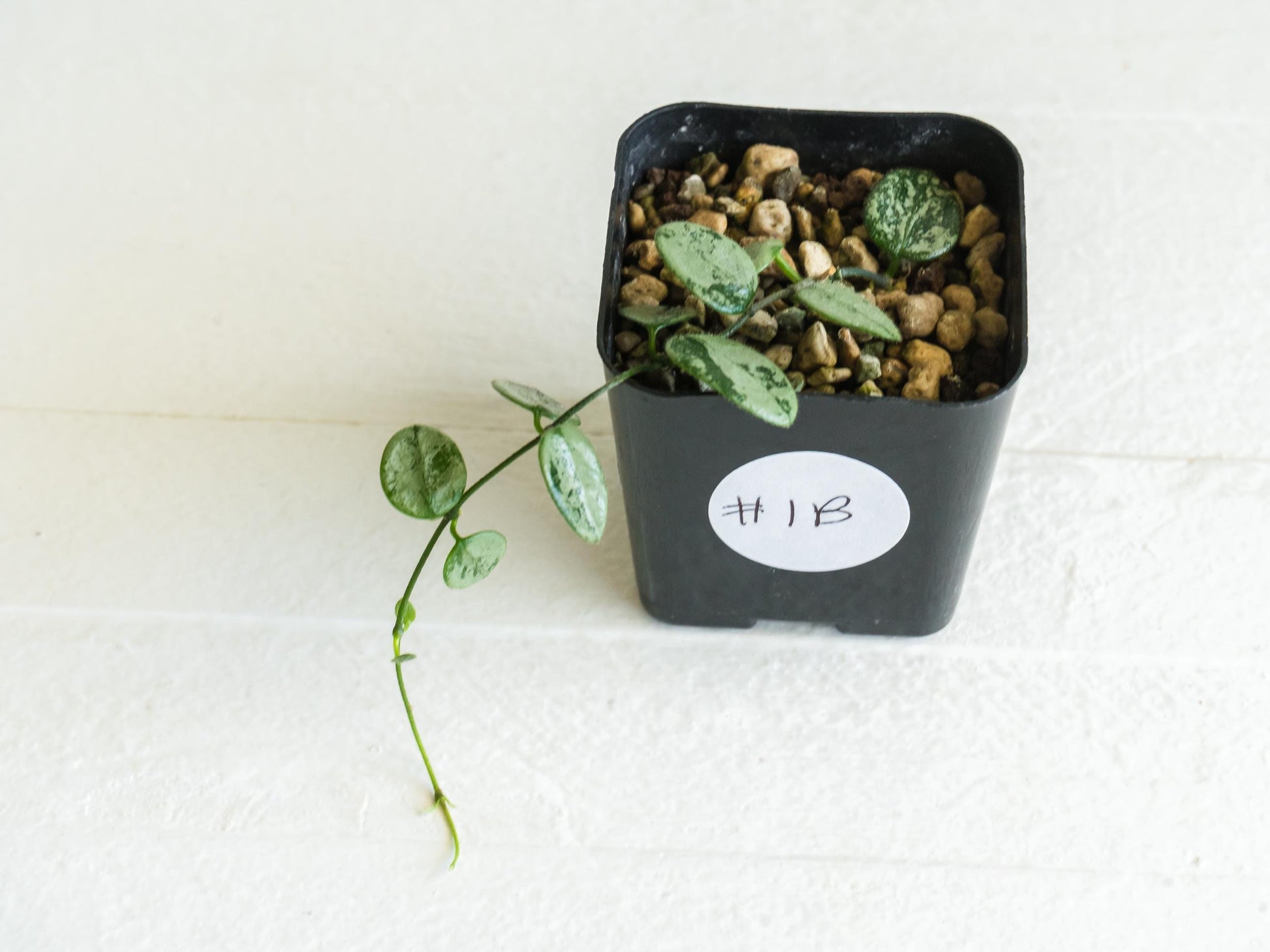 Hoya serpens (Silver) | 2-Inch