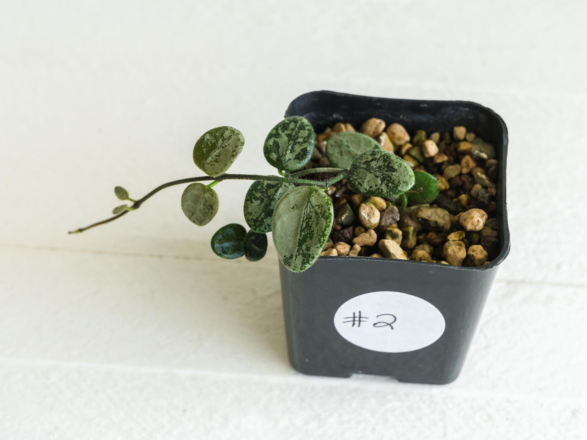 Hoya serpens (Silver) | 2-Inch