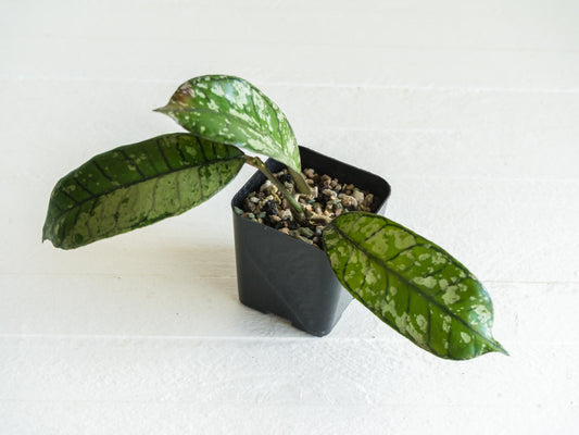 Hoya gunung gading 'Ghost' (Silver) | 2-Inch