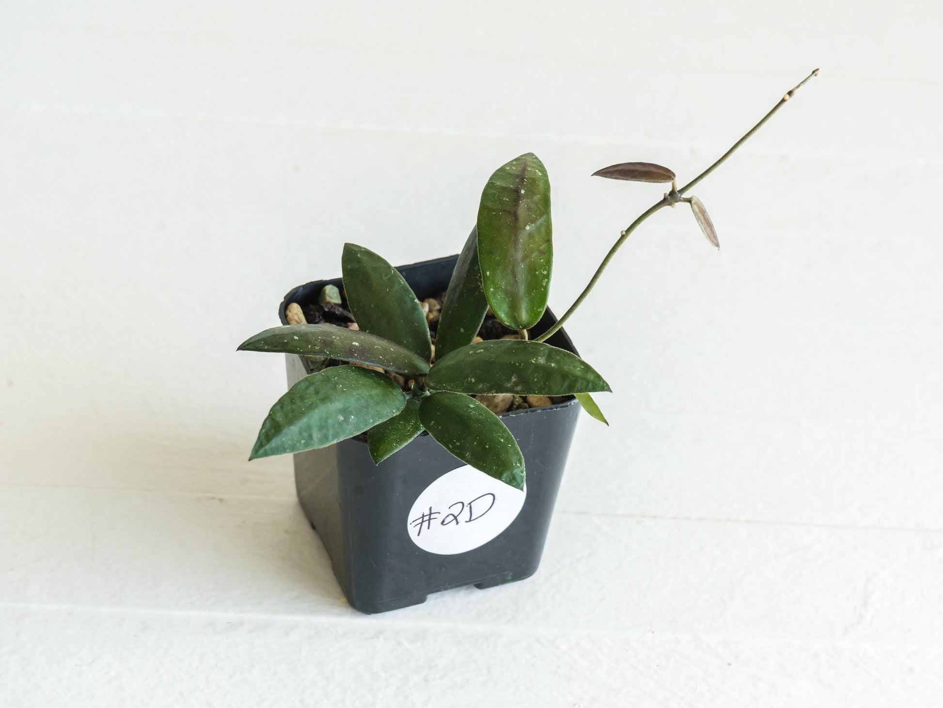 Hoya sigillatis 'Alas River' | 2-Inch
