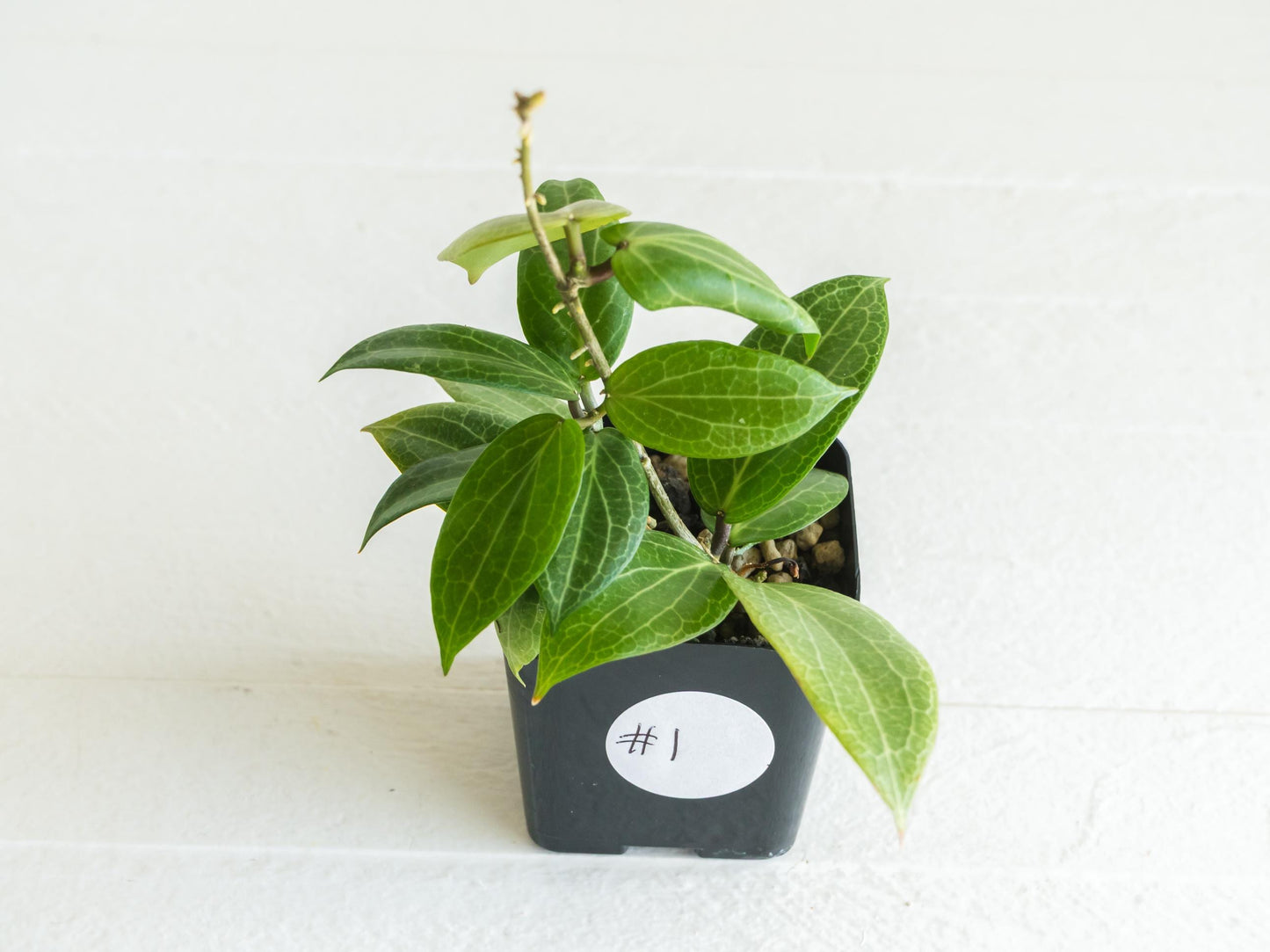 Hoya fitchii (Orange Flower) | 2-Inch