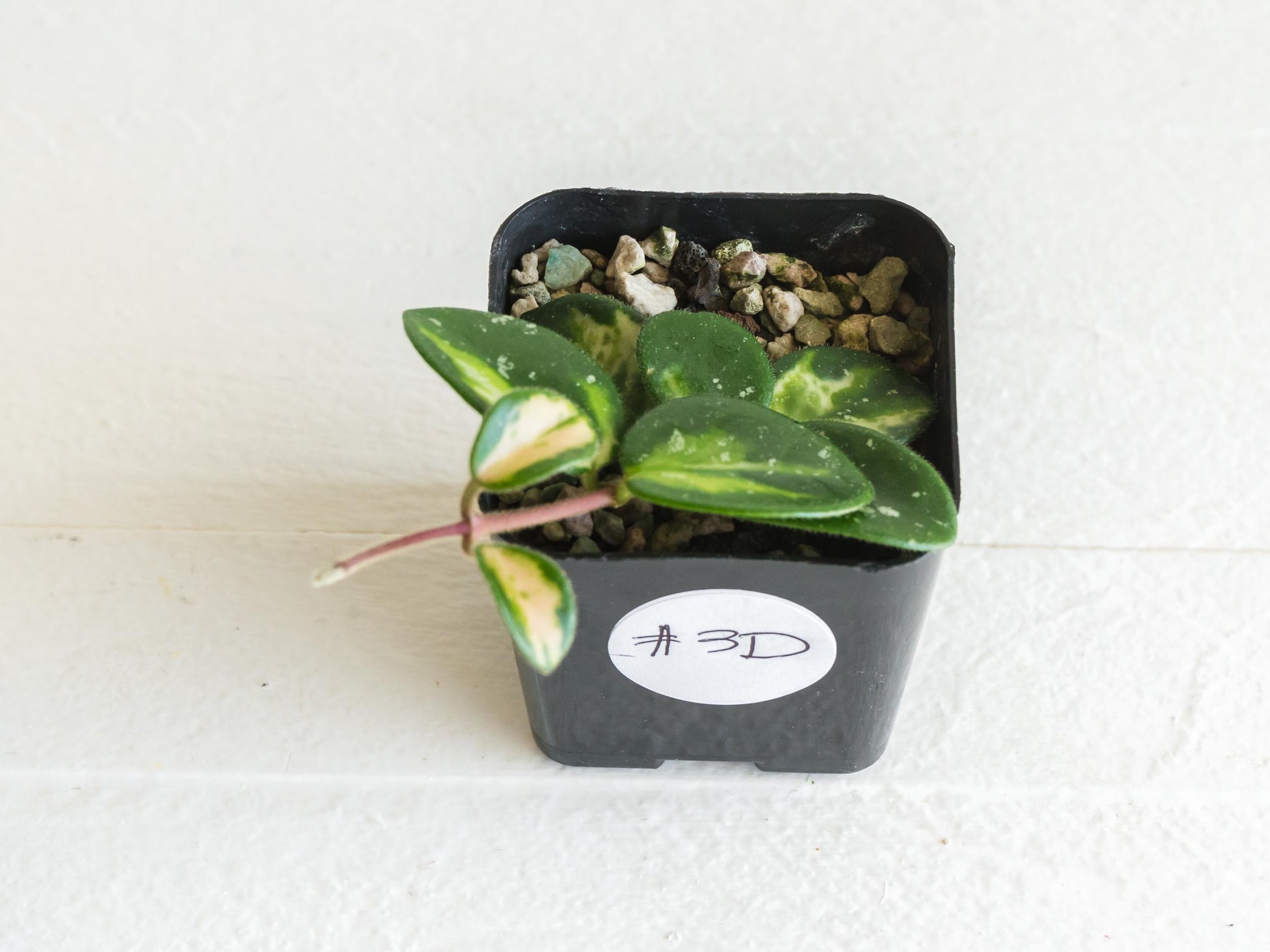 Hoya 'Mathilde' (Inner Variegated) | 2-Inch