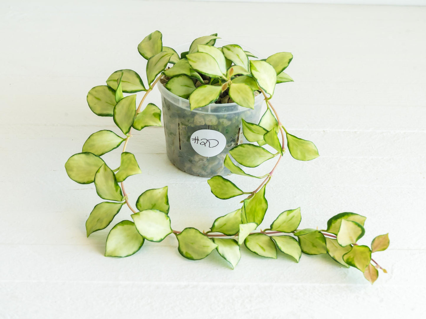 Hoya heuschkeliana (Inner Variegated) | 3-Inch