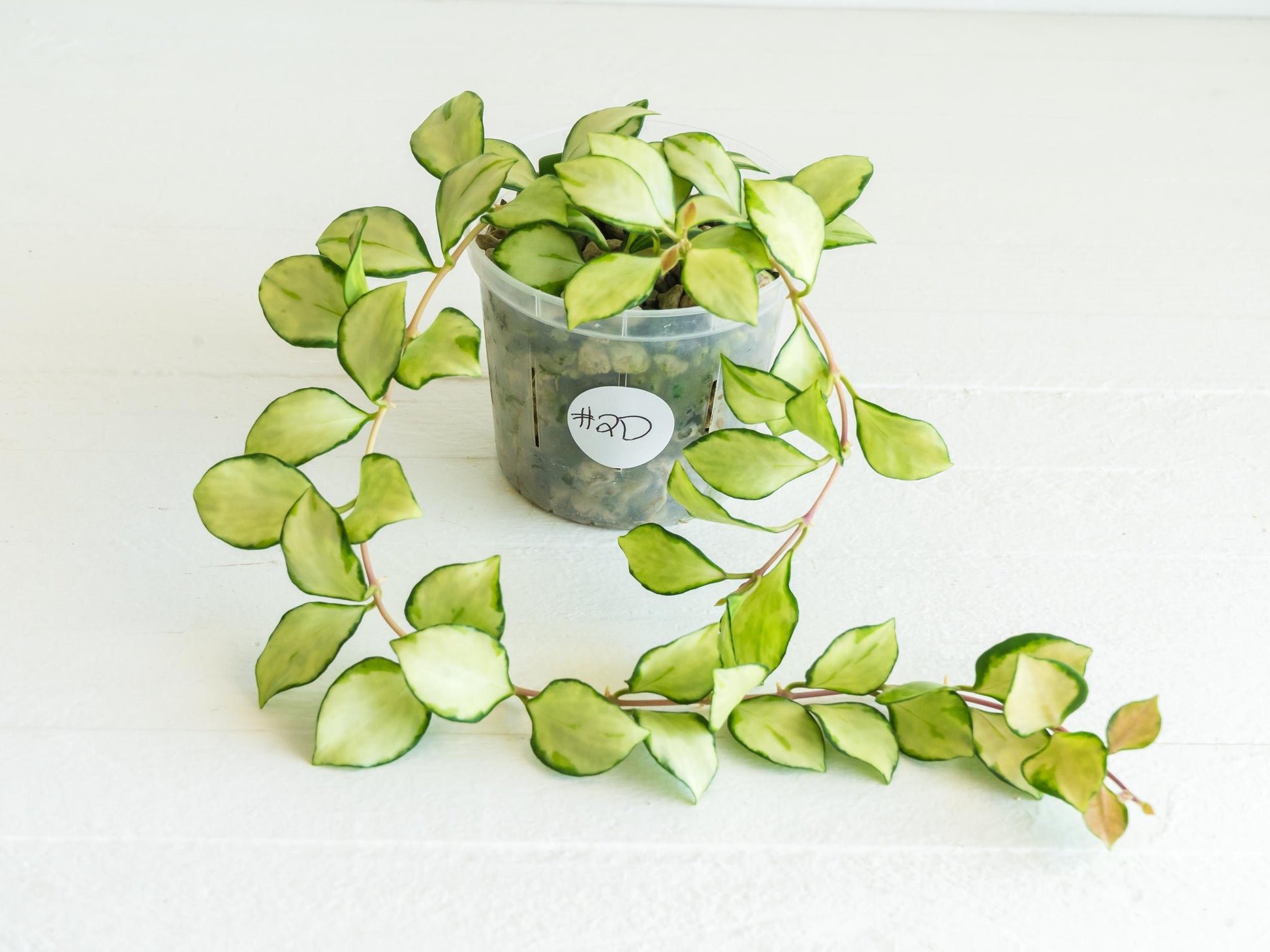 Hoya heuschkeliana (Inner Variegated) | 3-Inch