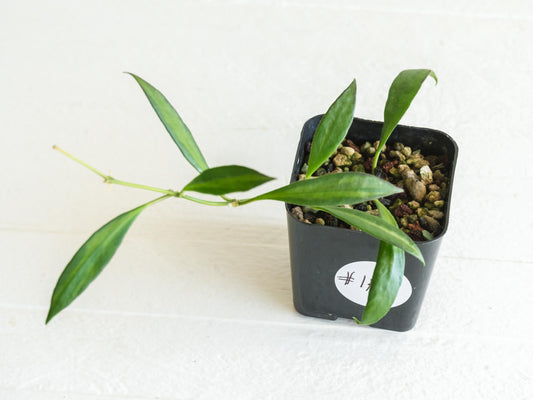 Hoya tsangii (Inner Variegated) | 2-Inch
