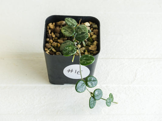 Hoya serpens (Splash) | 2-Inch