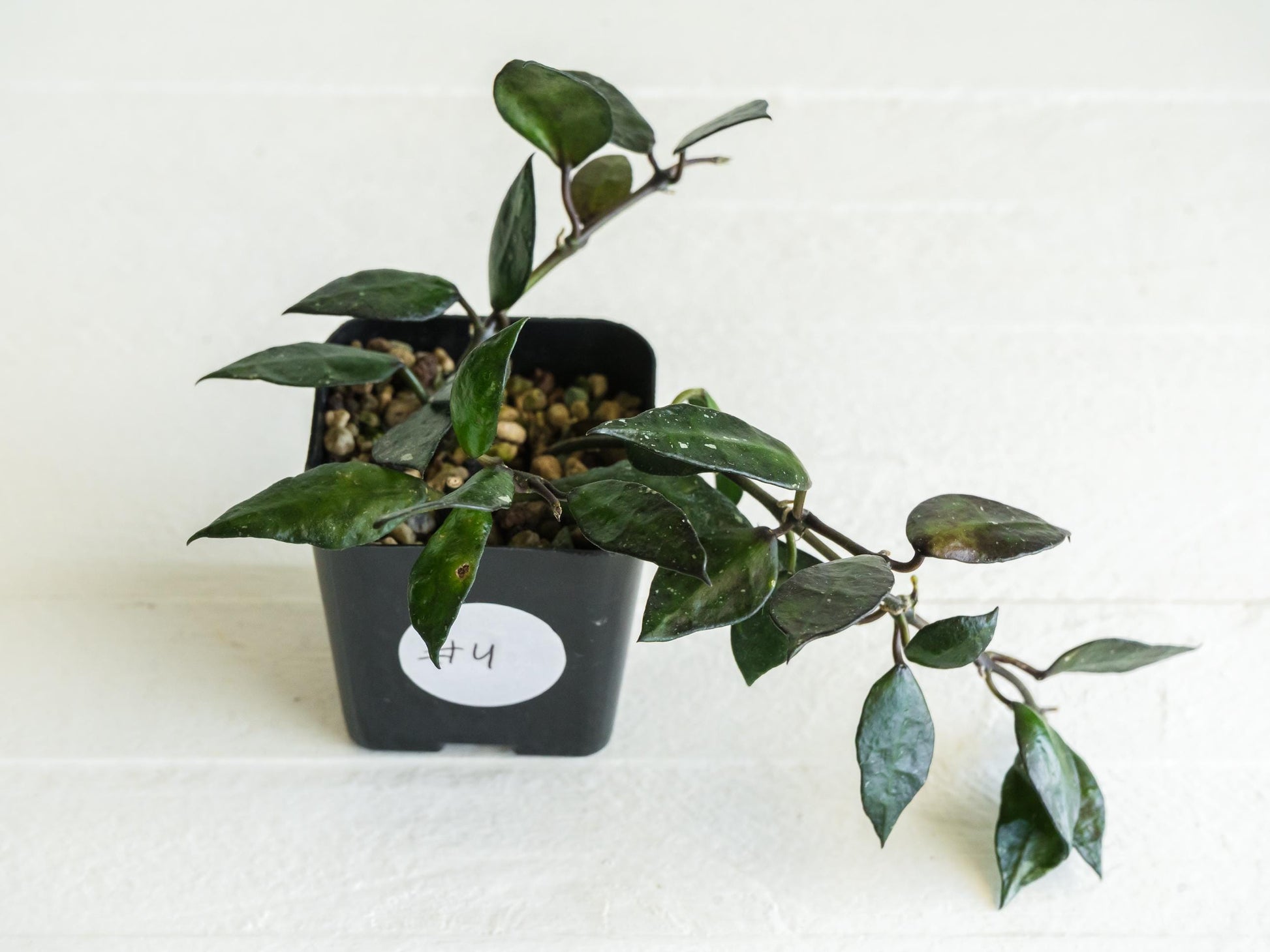 Hoya krohniana 'Black' | 2-Inch