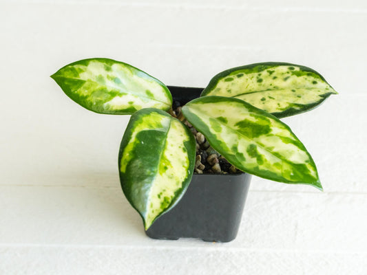Hoya carnosa 'Madara Green Edge' | 2-Inch