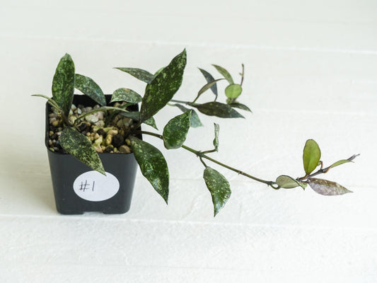 Hoya lacunosa ‘Royal Flush’ | 2-Inch