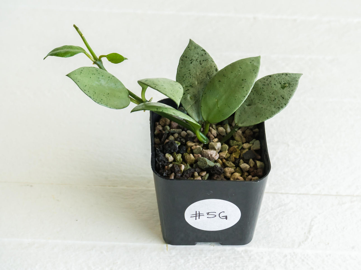 Hoya lacunosa 'Silver Mint Coin' | 2-Inch