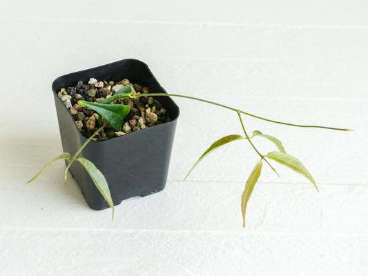 Hoya leucantha | 2-Inch