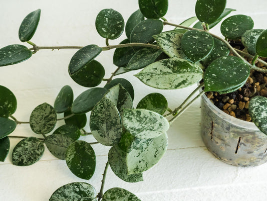 Hoya 'Mathilde' (Splash) | 3-Inch