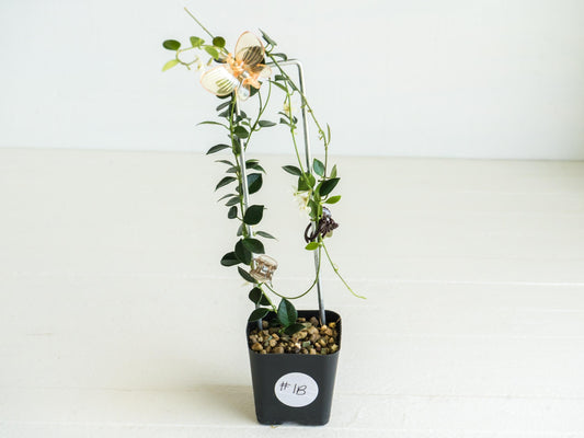 Hoya papua (PNG IM-08) | Large 2-Inch