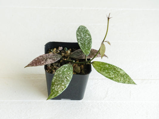 Hoya lacunosa 'Laos Full Splash' | 2-Inch