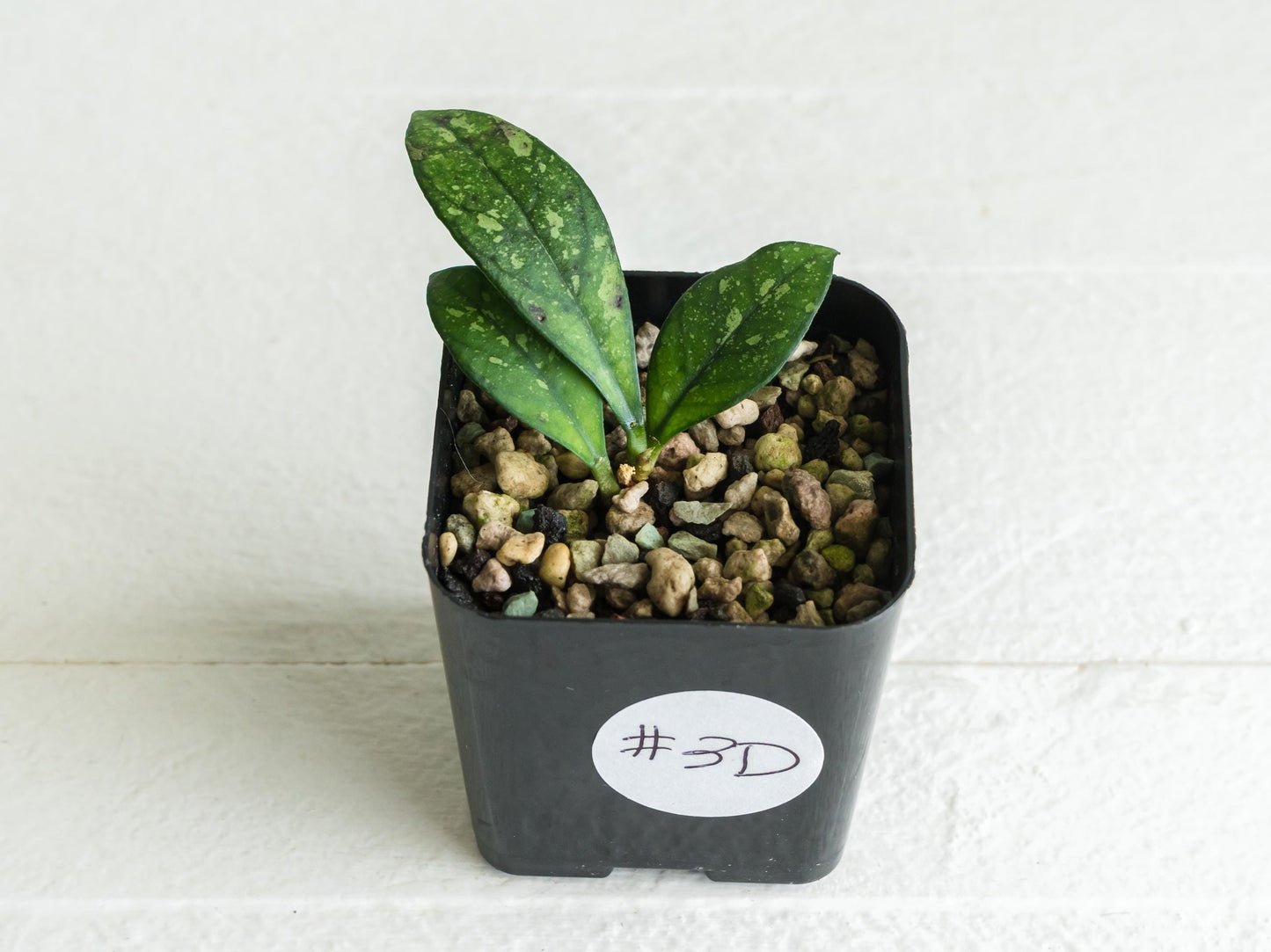 Hoya crassipetiolata (Splash) | 2-Inch