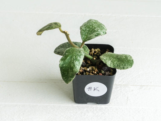Hoya waymaniae 'Cloudy Sky' | 2-Inch