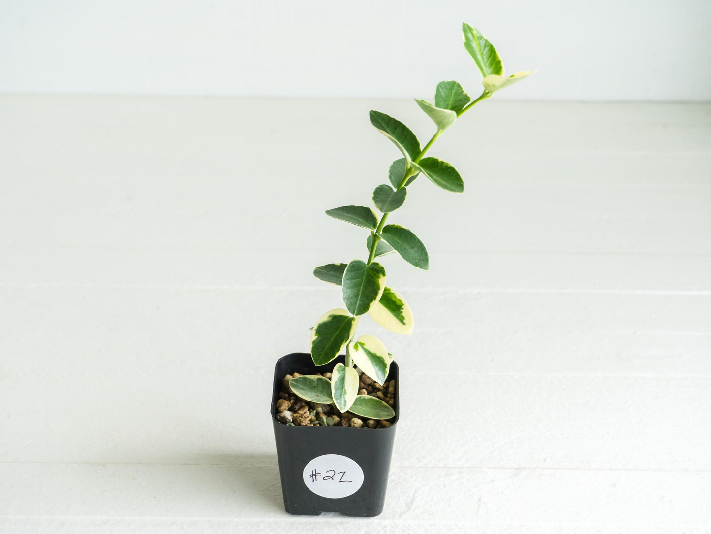Hoya cumingiana (Albo | Outer Variegated) | 2-Inch