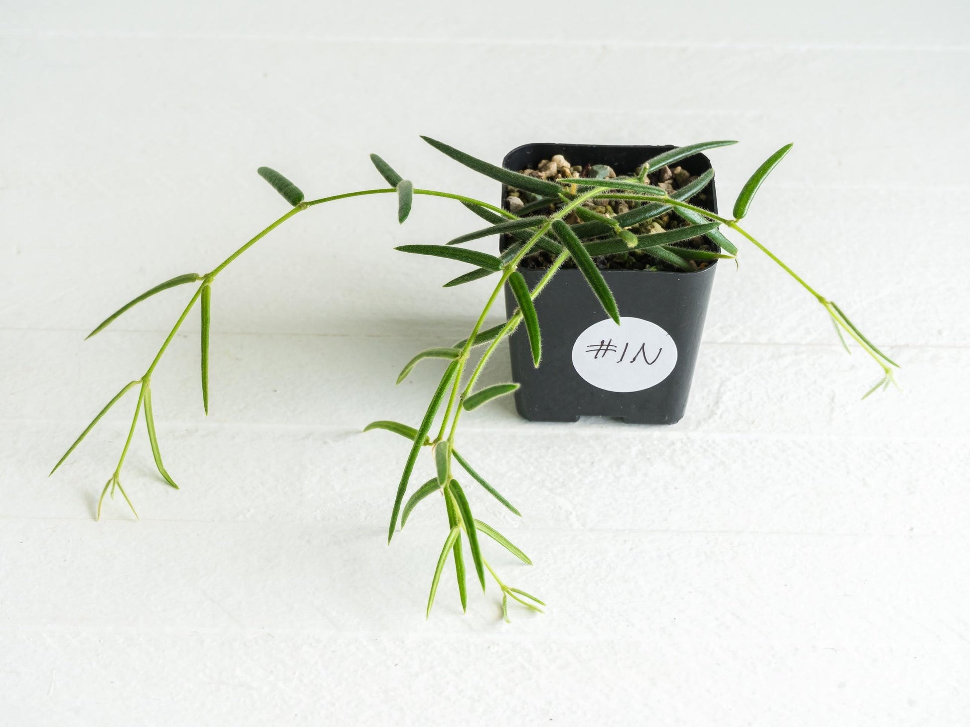 Hoya linearis | 2-Inch