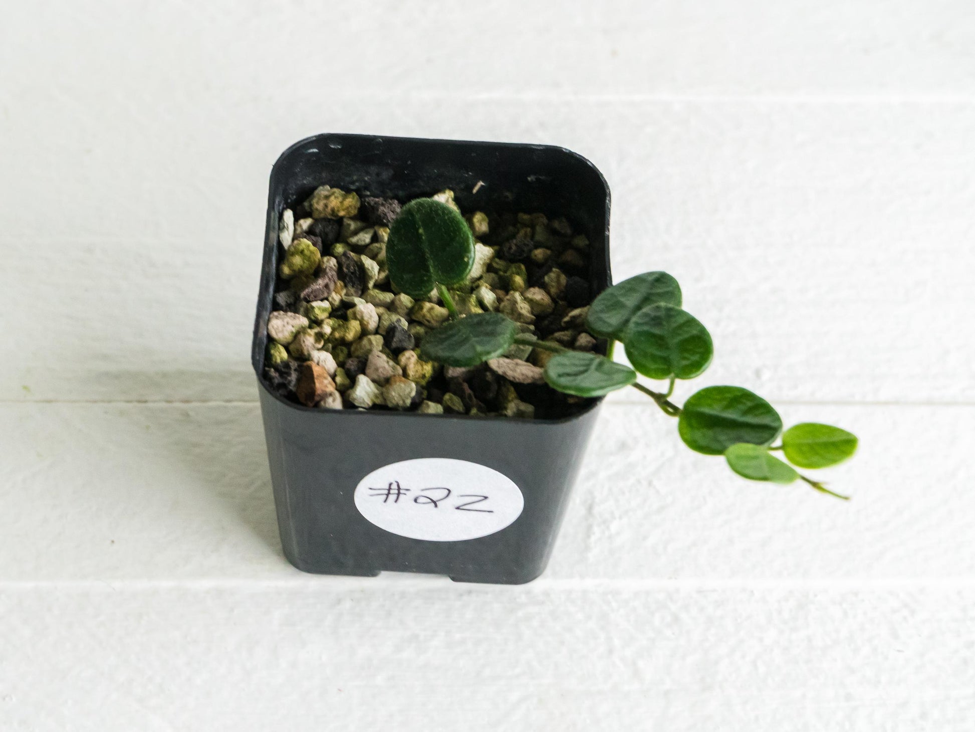 Hoya tengchongensis | 2-Inch