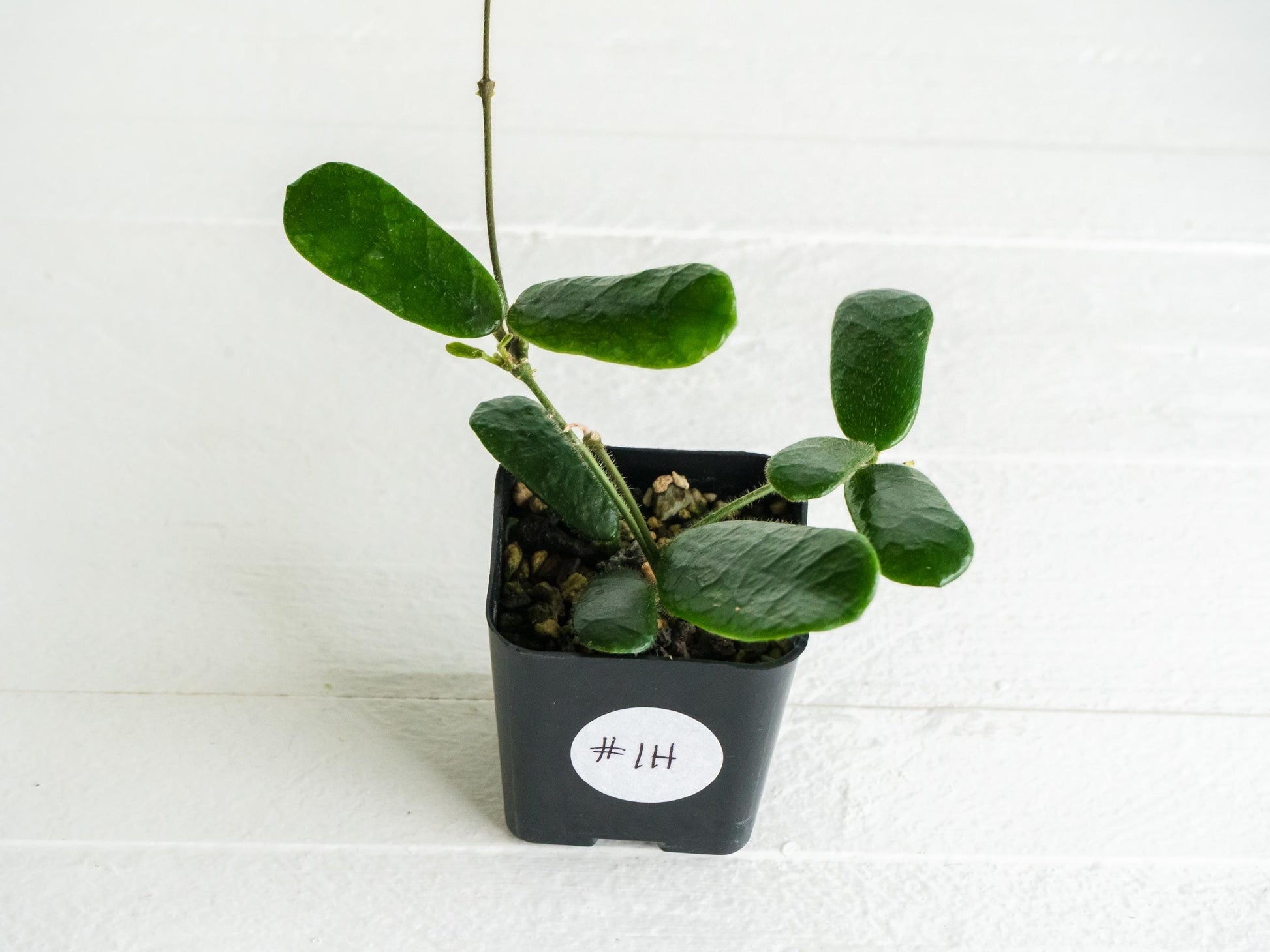 Hoya rotundiflora | 2-Inch
