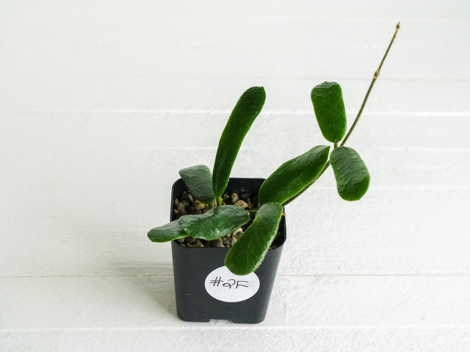 Hoya rotundiflora | 2-Inch