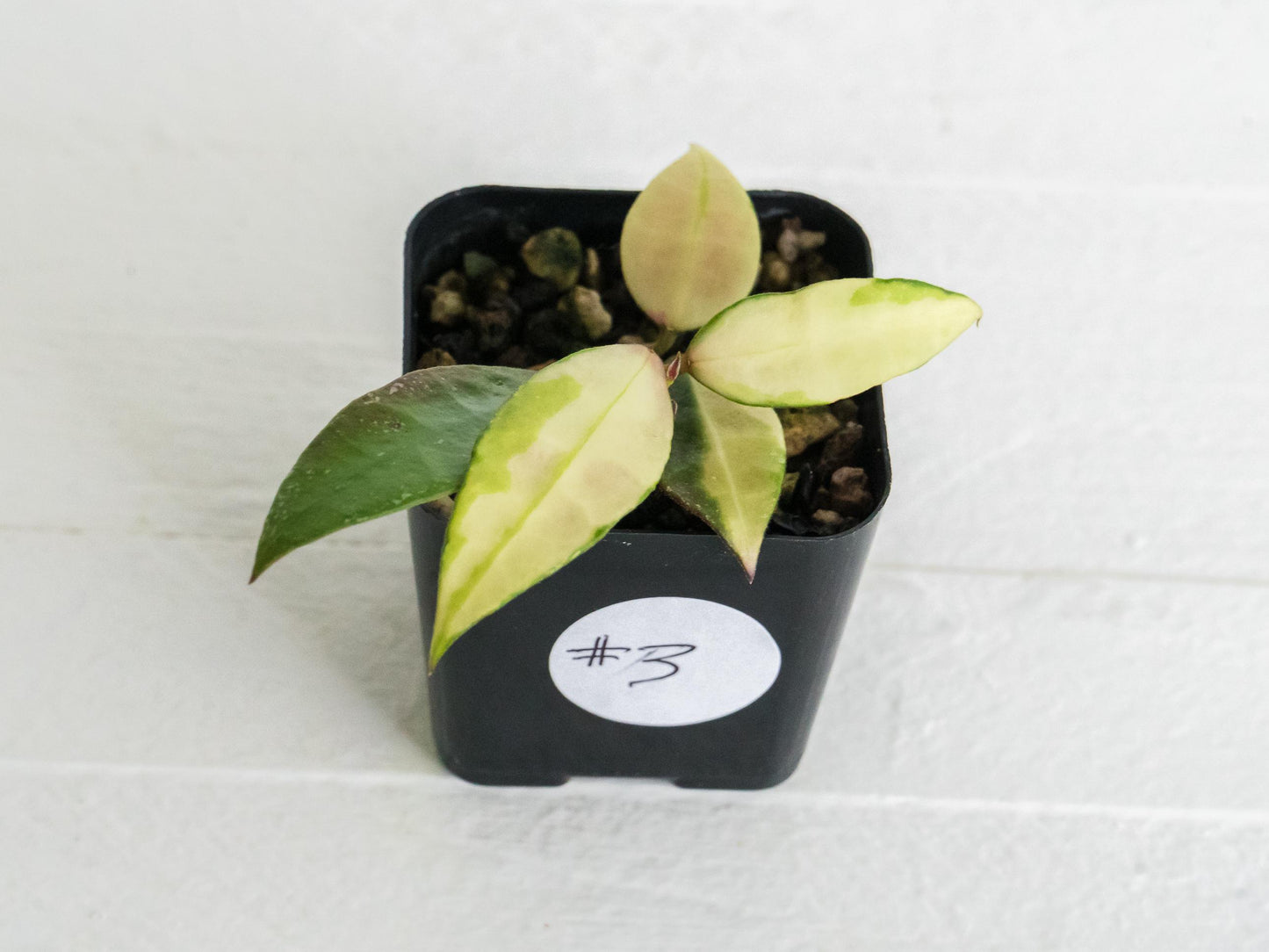 Hoya walliniana (Inner Variegated) | 2-Inch
