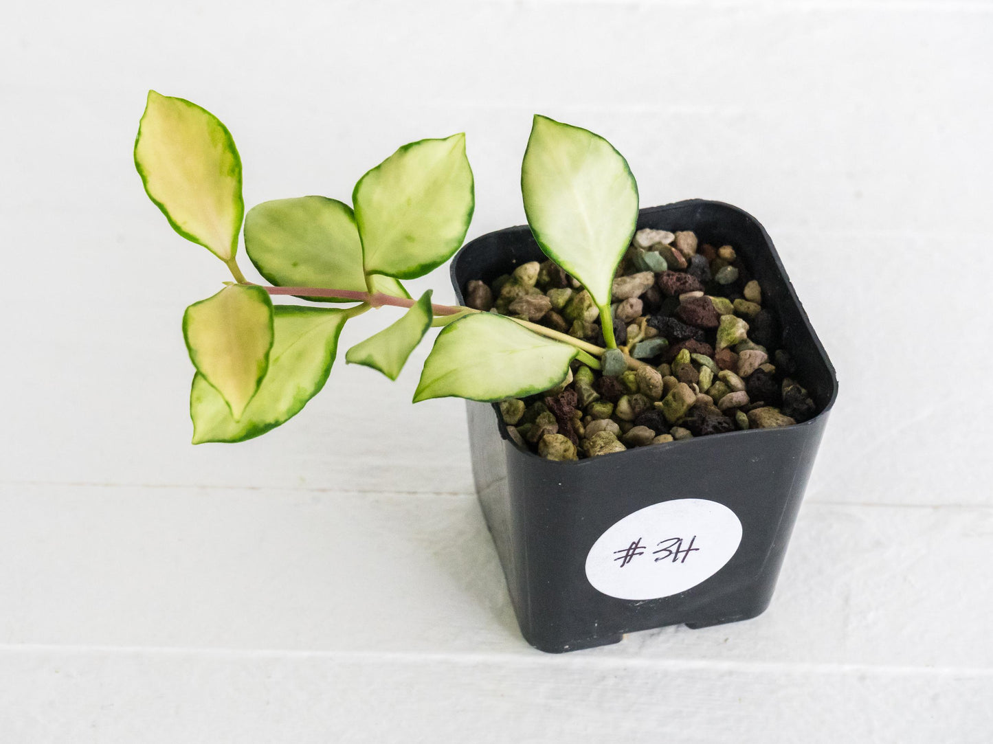 Hoya heuschkeliana (Inner Variegated)| 2-Inch