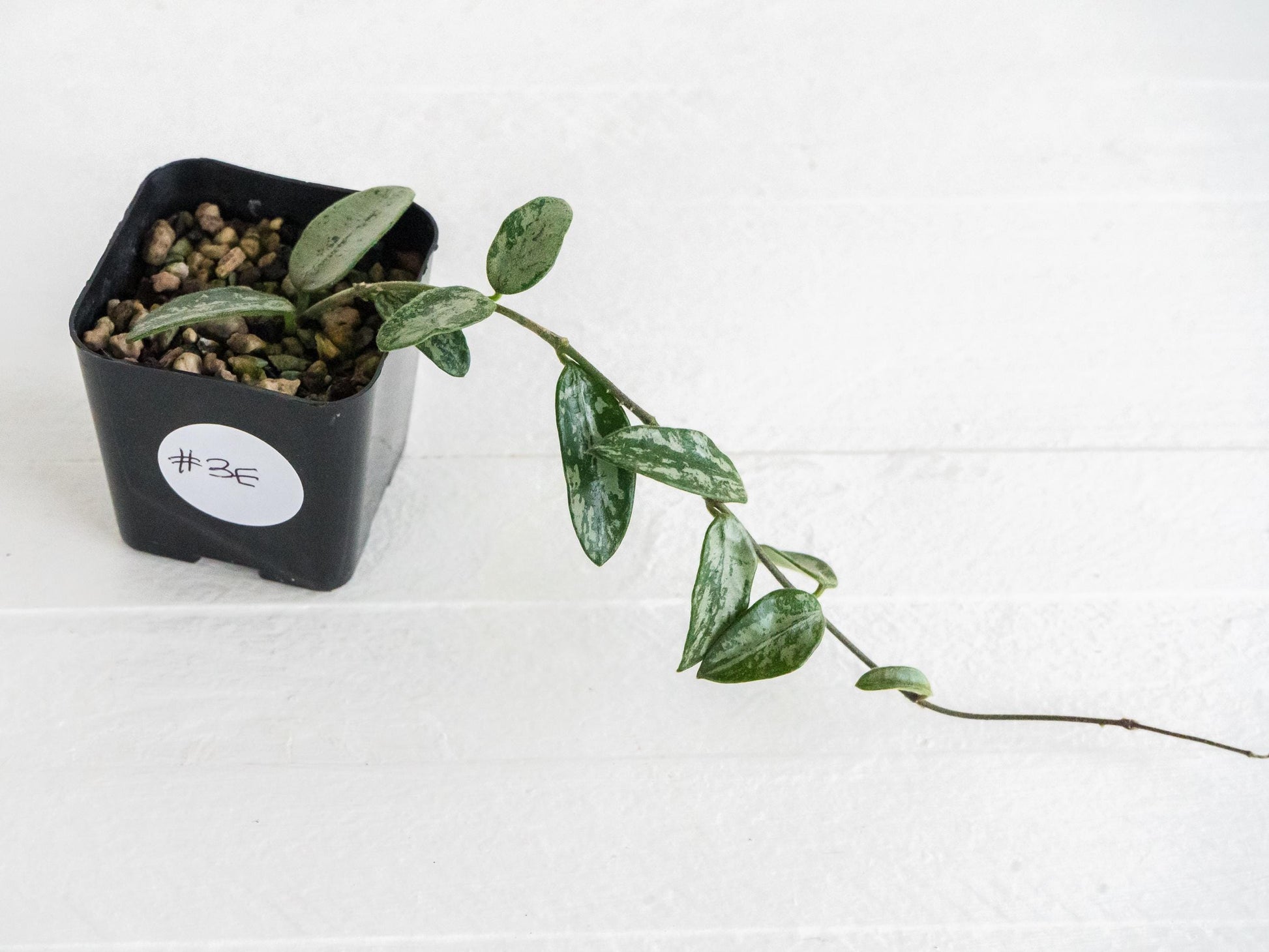 Hoya lima (Silver) | 2-Inch