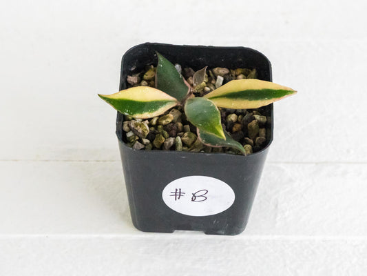 Hoya bakoensis (Outer Variegated - Albo) | 2-Inch