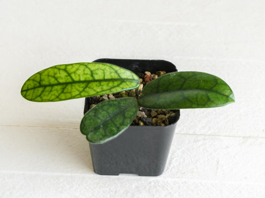 Hoya sichuanensis / lyi NOID | 2-Inch
