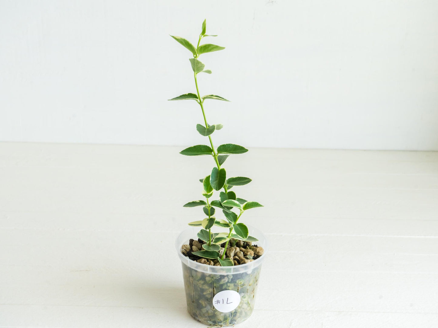 Hoya cumingiana (Albo | Outer Variegated) | 3-Inch