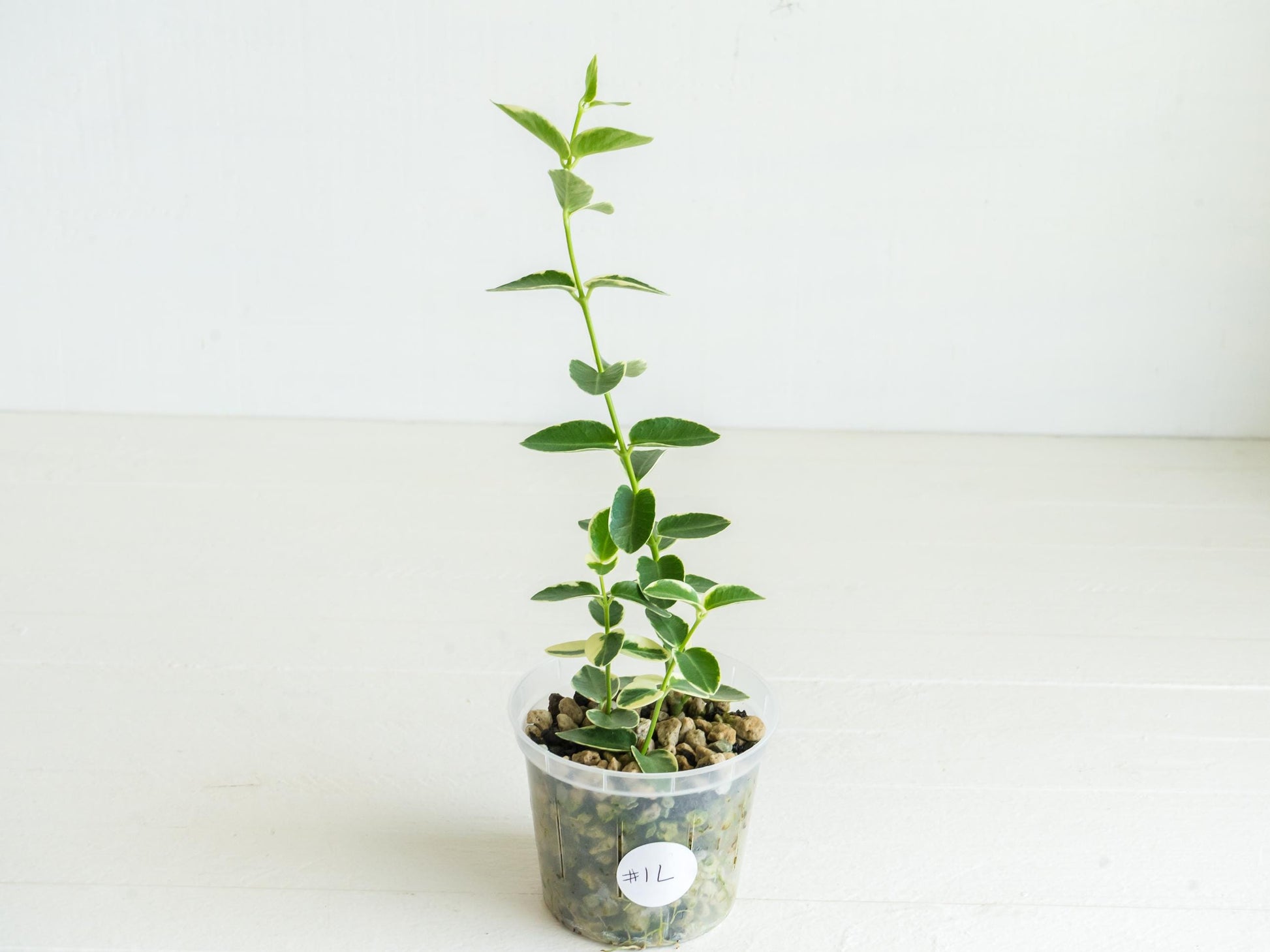 Hoya cumingiana (Albo | Outer Variegated) | 3-Inch