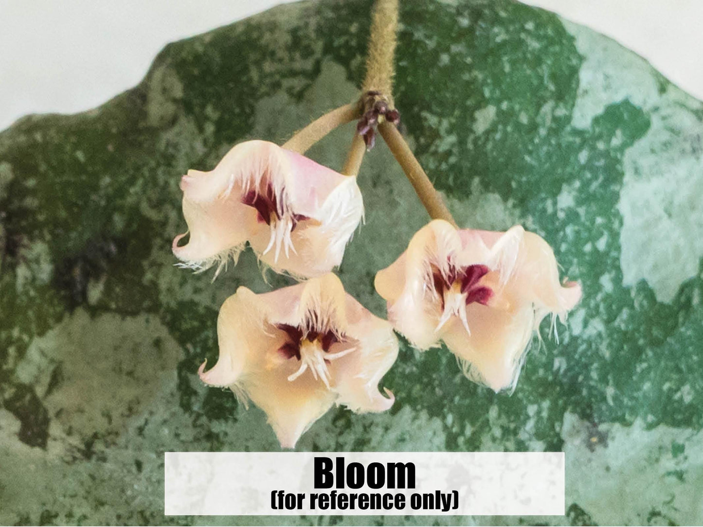 Hoya caudata (Silver) | 2-Inch