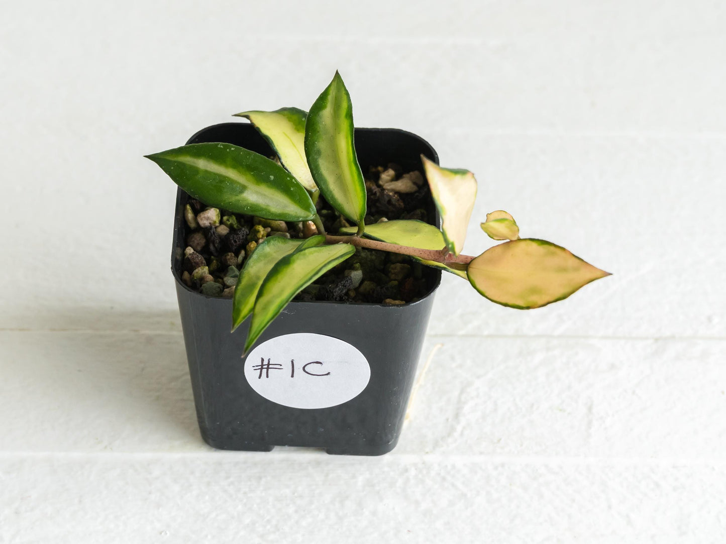 Hoya lacunosa 'Souma' | 2-Inch