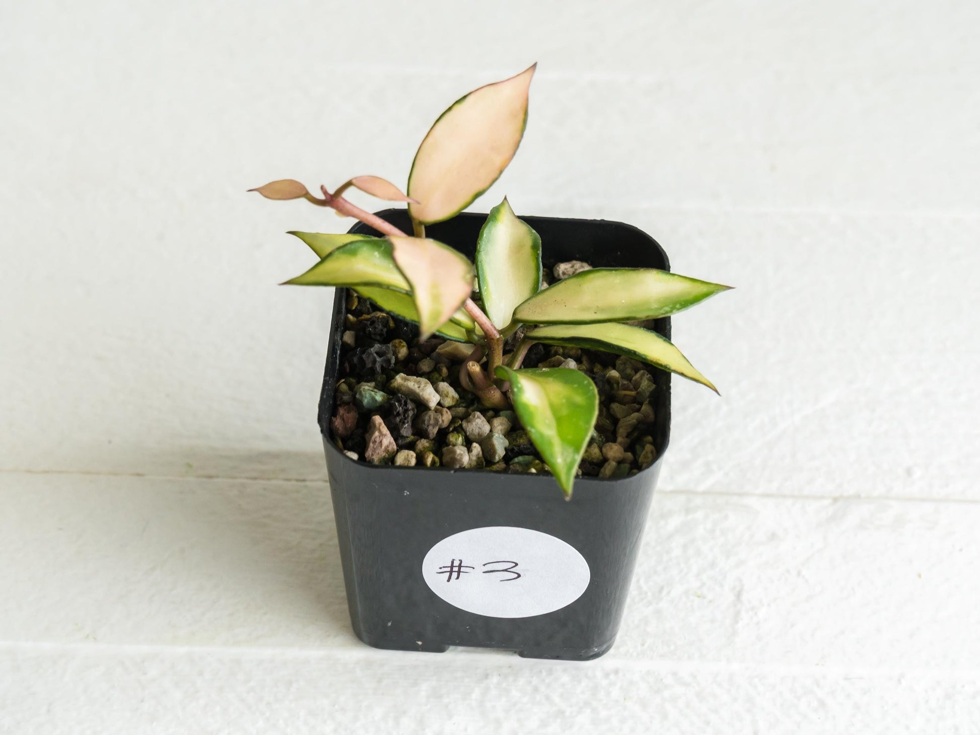 Hoya lacunosa 'Souma' | 2-Inch