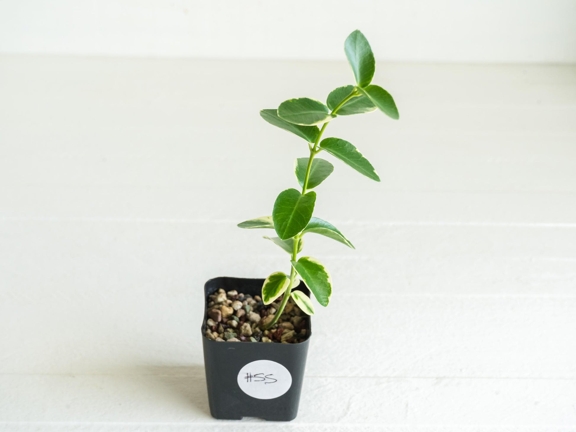 Hoya cumingiana (Albo | Outer Variegated) | 2-Inch