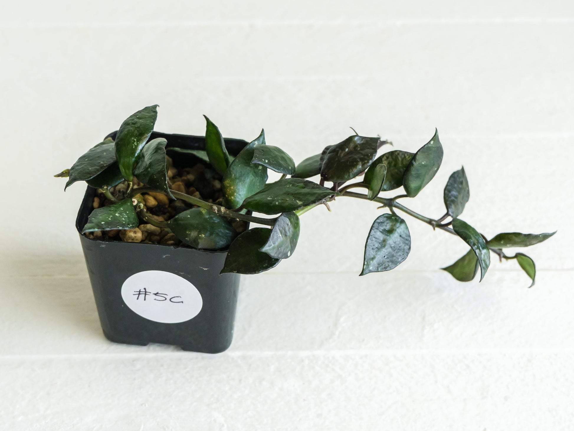 Hoya krohniana 'Black' | 2-Inch