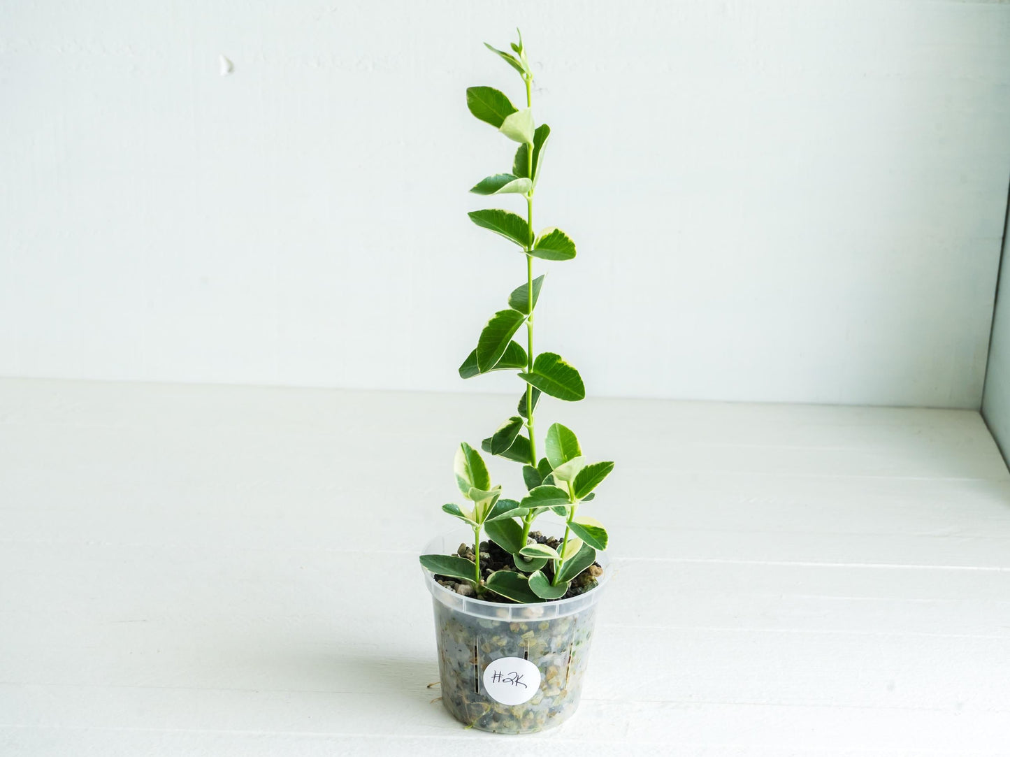 Hoya cumingiana (Albo | Outer Variegated) | 3-Inch