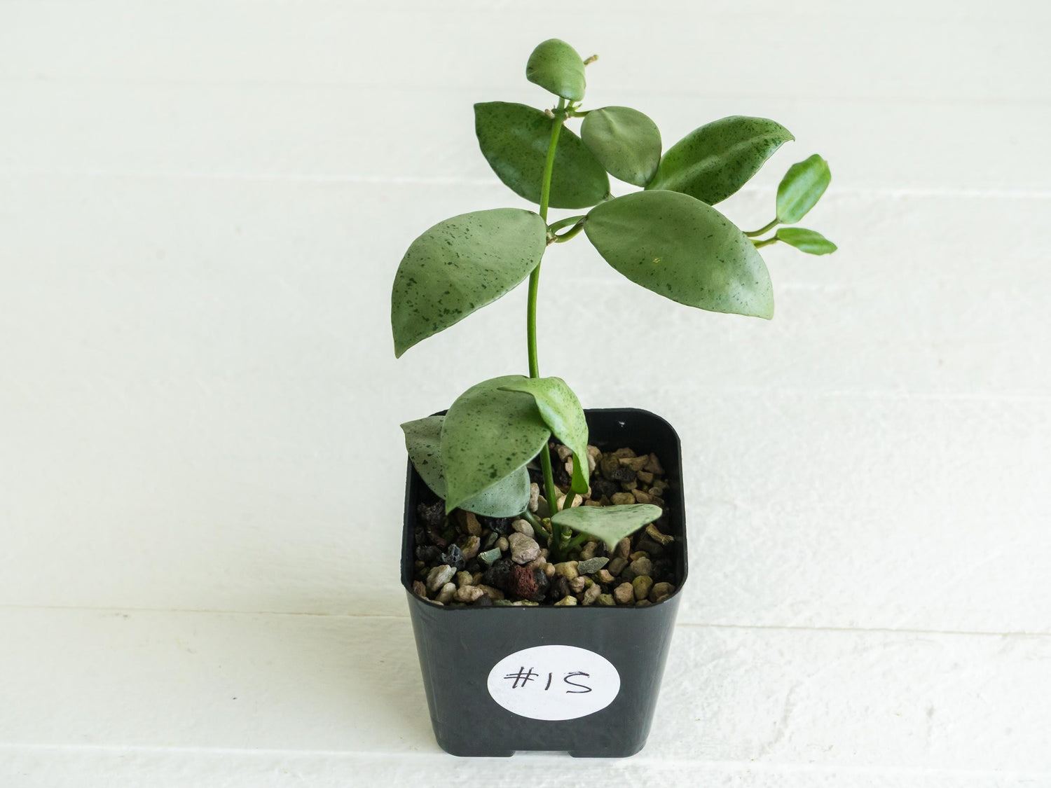 Hoya lacunosa 'Silver Mint Coin' | 2-Inch