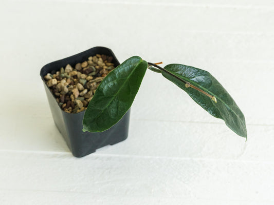 Hoya megalaster | 2-Inch