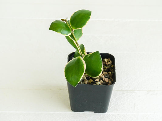 Hoya incurvula (Albomarginata / Outer Variegated) aka Hoya palta | 2-Inch