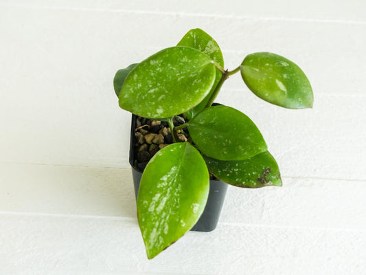 Hoya diptera (Splash) | 2-Inch