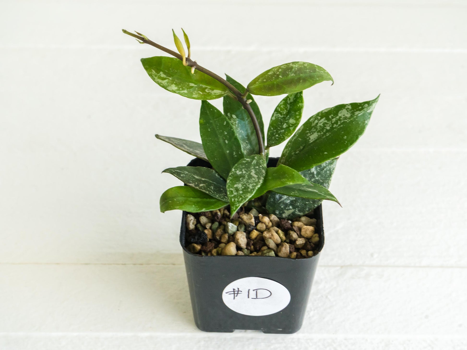 Hoya 'Rebecca' (Splash) | 2-Inch