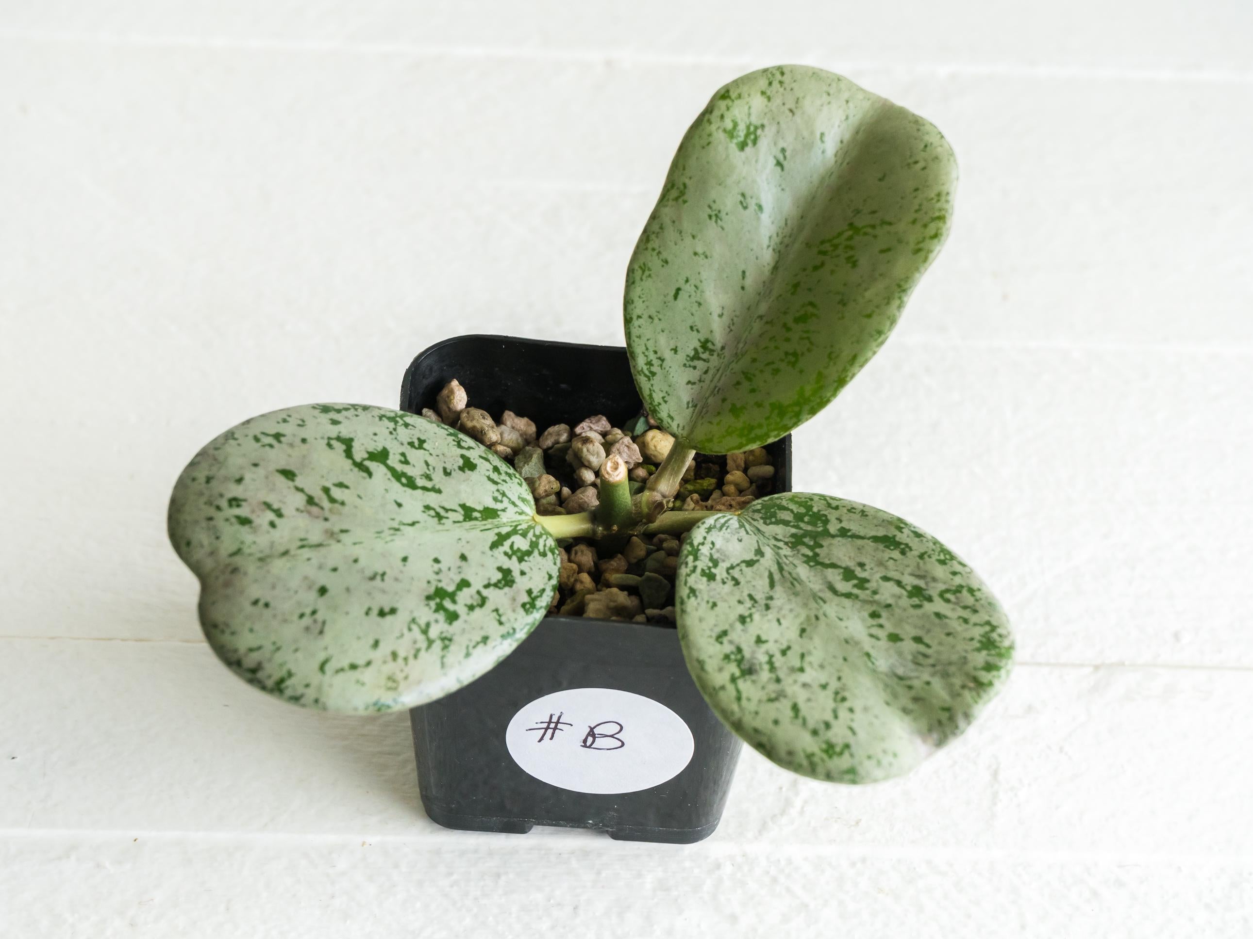 Silver Hoya – Hoya Treasures