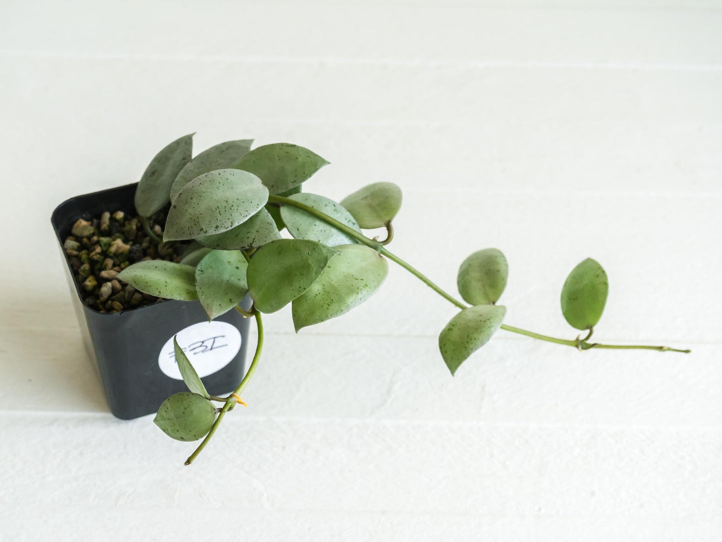 Hoya lacunosa 'Silver Mint Coin' | 2-Inch