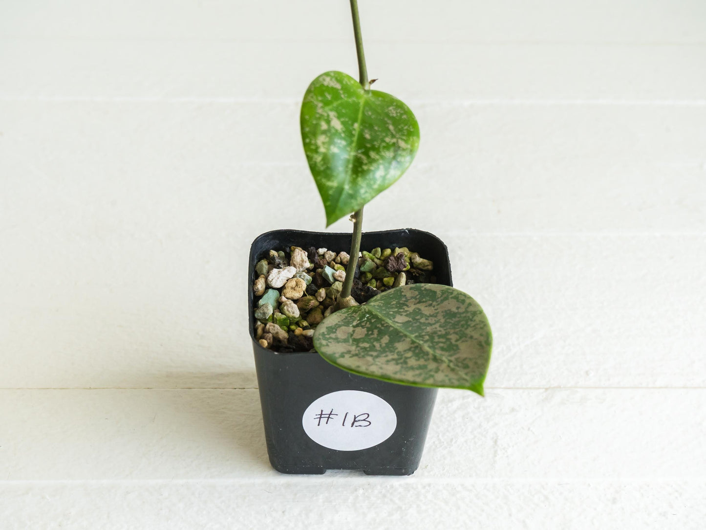 Hoya verticillata (EPC-997) | 2-Inch