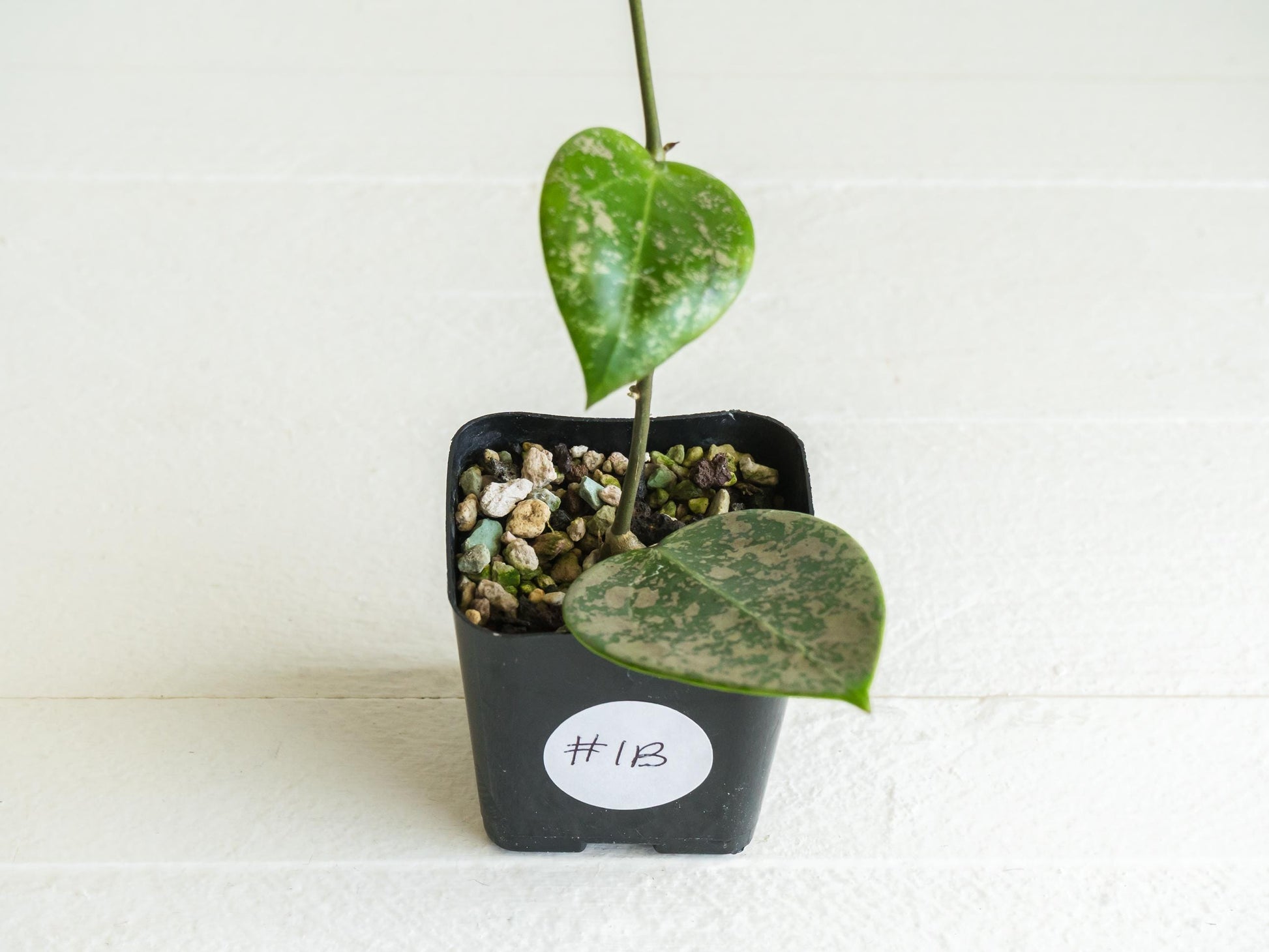 Hoya verticillata (EPC-997) | 2-Inch