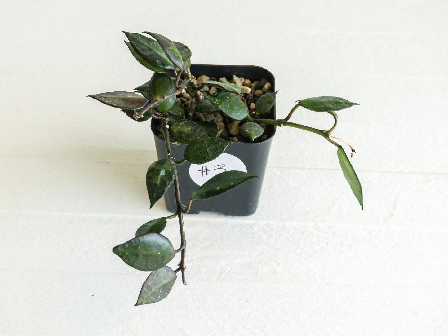 Hoya krohniana 'Black' | 2-Inch