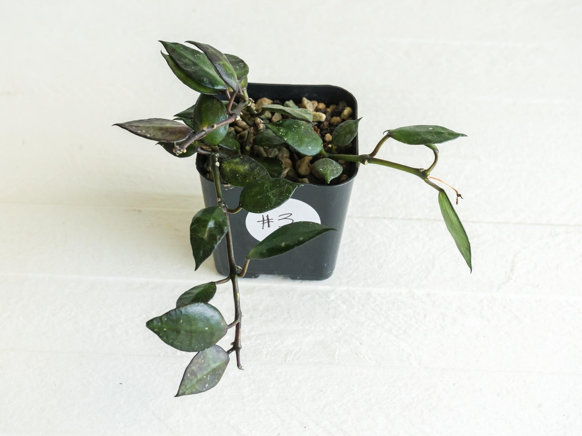 Hoya krohniana 'Black' | 2-Inch