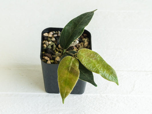 Hoya patella (Pink Flower) IML-1096 | 2-Inch